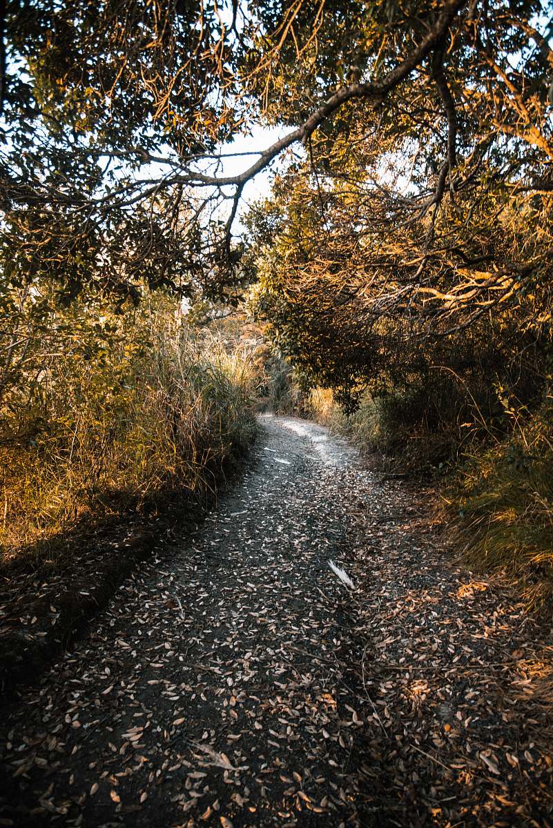 dirt road pathway between bushes gravel